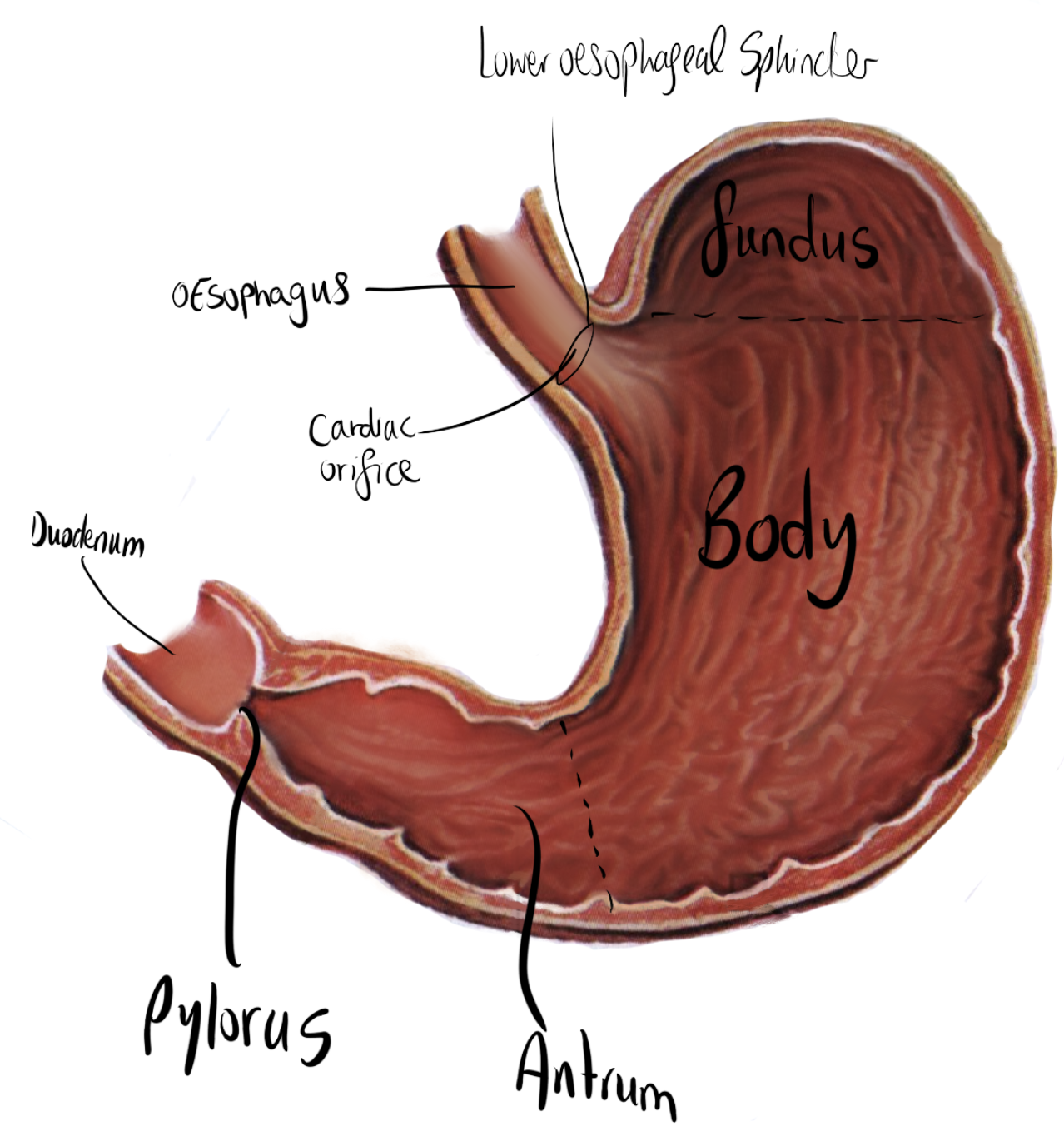Stomach diagram labelled