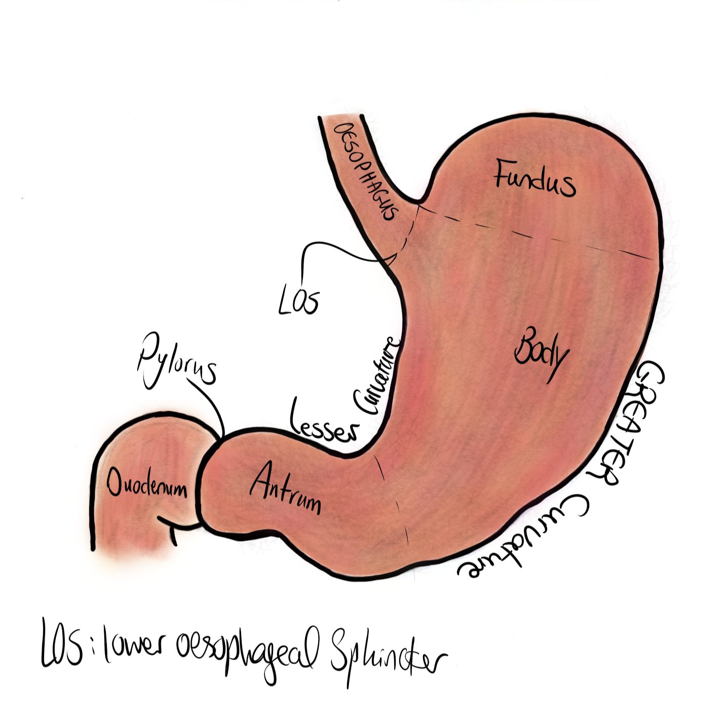 Labelled diagram of the stomach