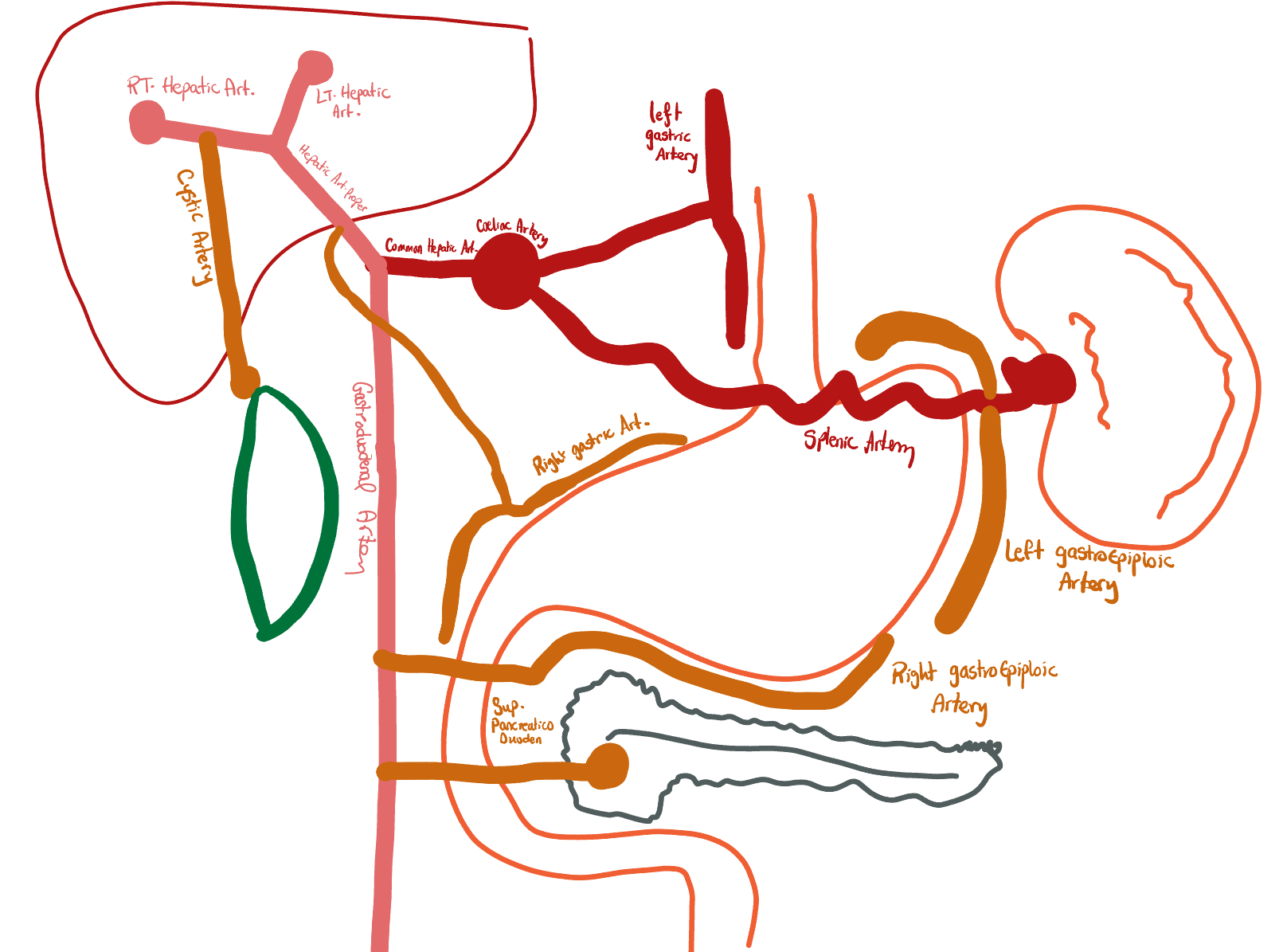 Diagram depicting the branches of the celiac trunk