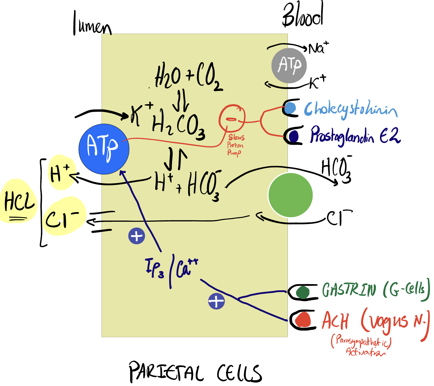 Diagram depicting the effects of various hormones on the proton pump