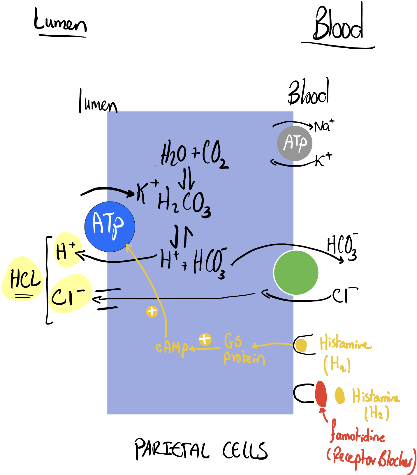 Diagram depicting the effect of histamine on the proton pump