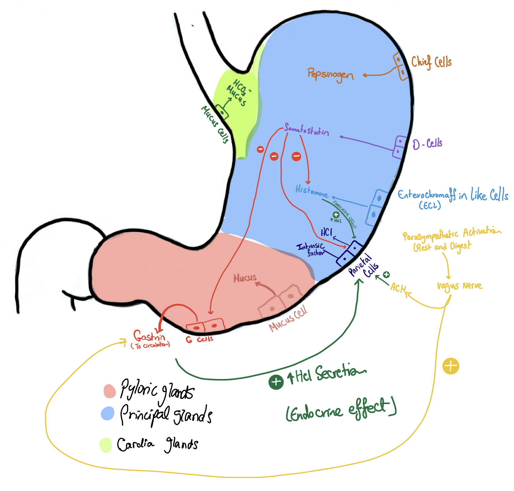 Diagram summarising factors affecting HCl secretion