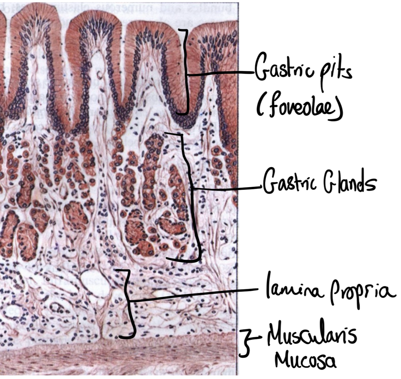 Gastric glands and pits
