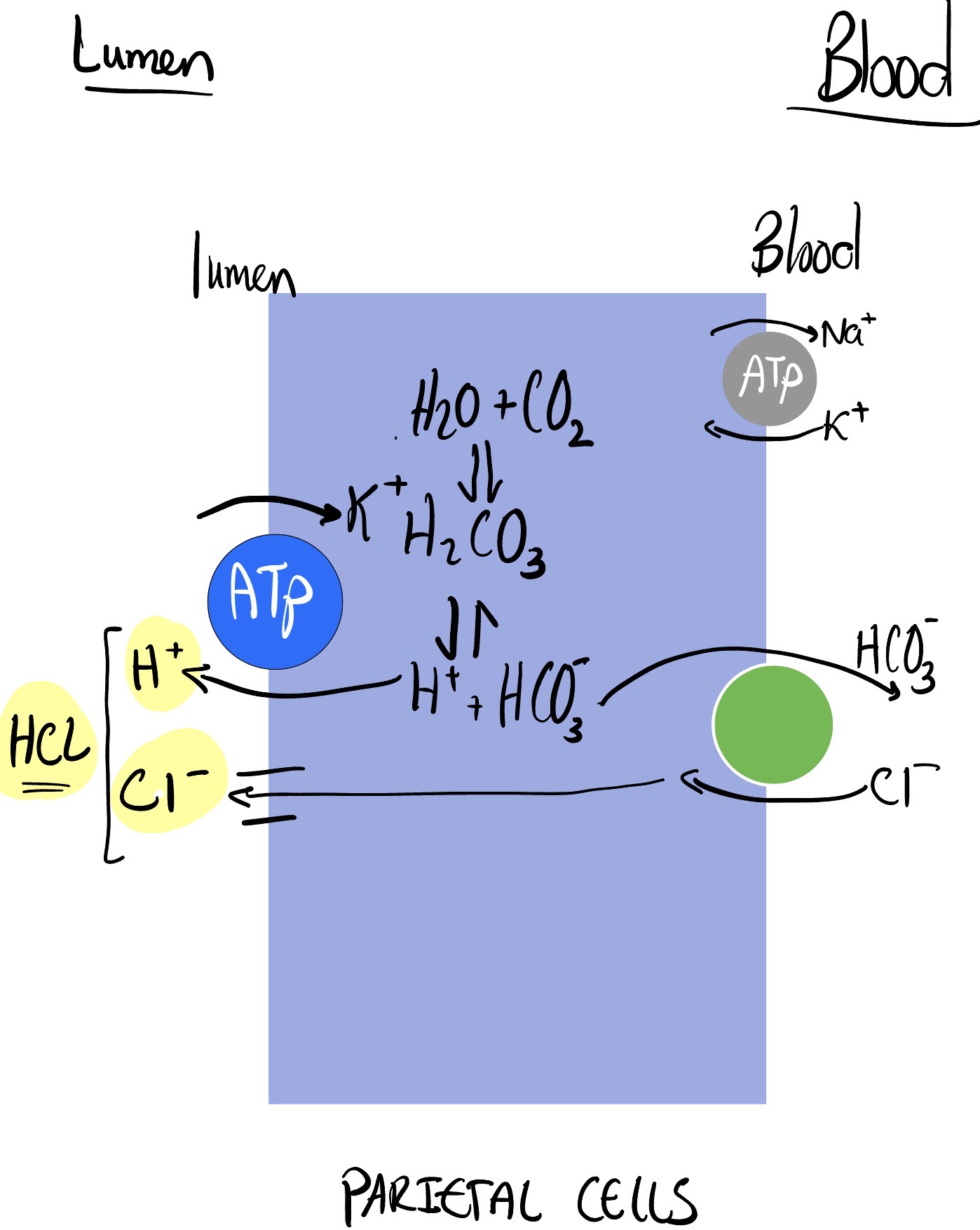 Diagram depicting the proton pump