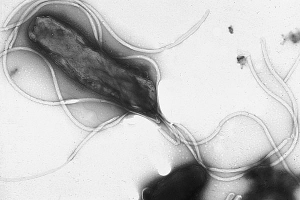 H.pylori bacteria