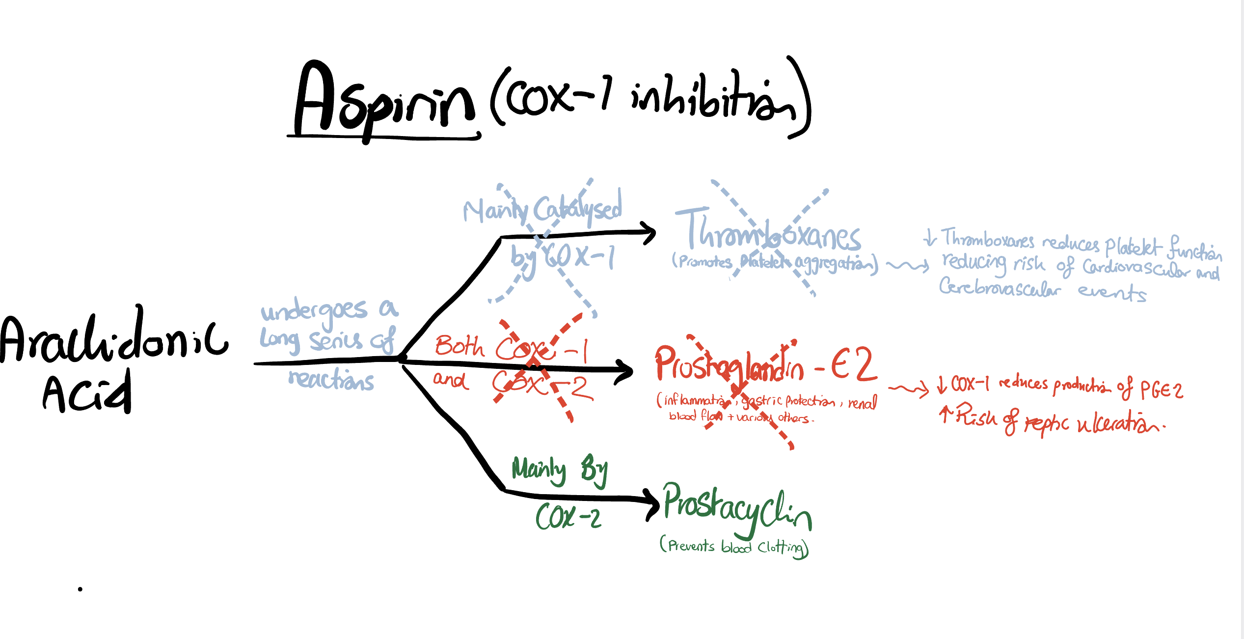 Aspirin's effect on COX-1