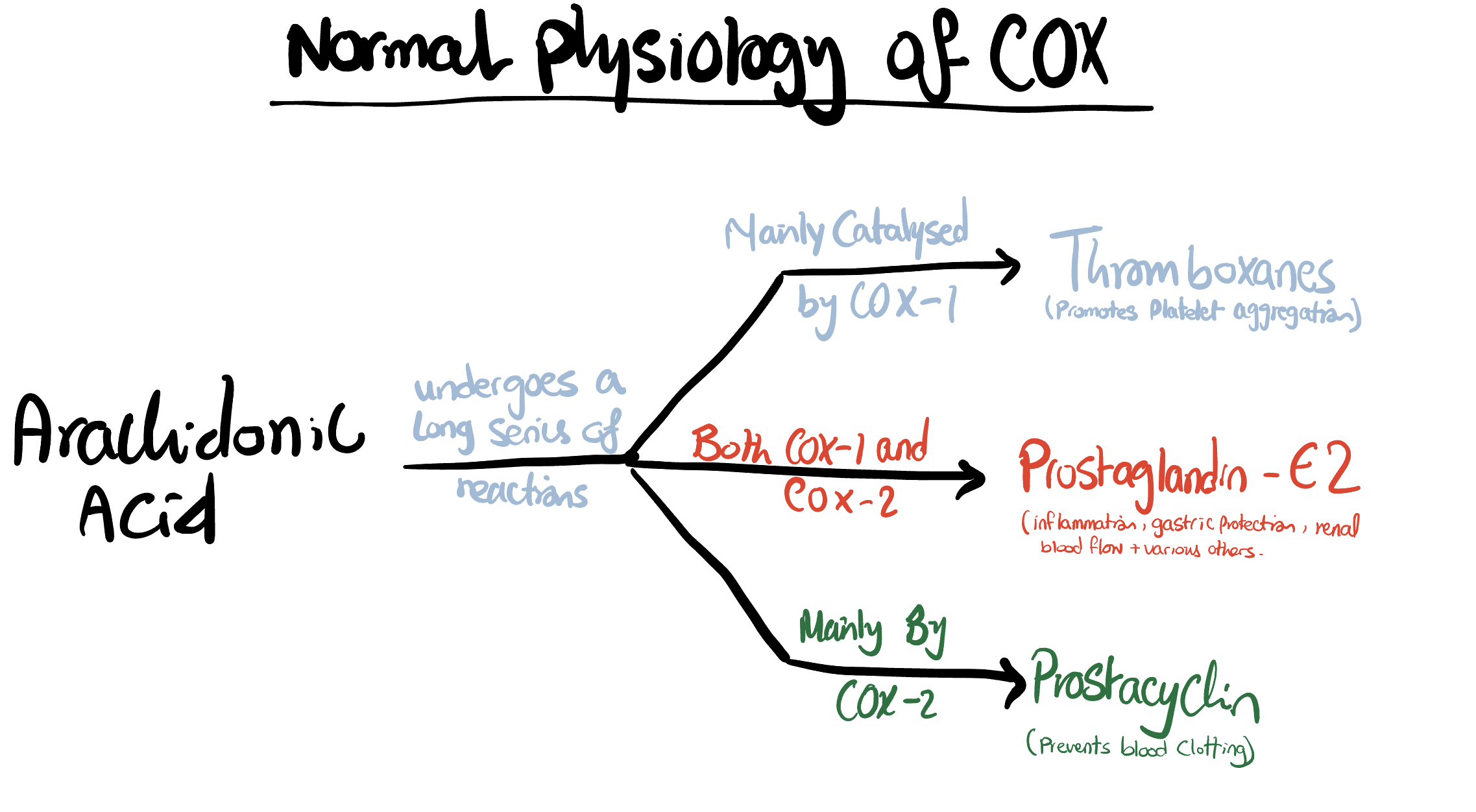 Diagram depicting the normal physiology of cox.